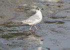 Bonaparte's Gull (73)