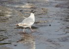 Bonaparte's Gull (74)