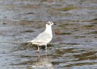 Bonaparte's Gull (75)