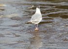 Bonaparte's Gull (76)