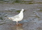 Bonaparte's Gull (77)