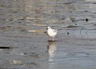 Bonaparte's Gull (78)