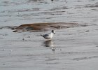 Bonaparte's Gull (79)