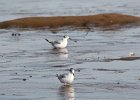 Bonaparte's Gull (80)