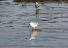 Bonaparte's Gull (81)