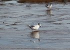 Bonaparte's Gull (82)