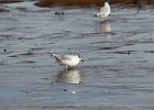 Bonaparte's Gull (83)