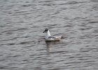 Bonaparte's Gull (85)