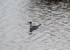 Bonaparte's Gull (88)