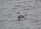Bonaparte's Gull (89)