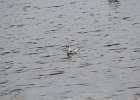Bonaparte's Gull (95)