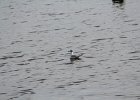 Bonaparte's Gull (96)