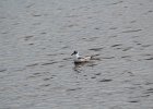 Bonaparte's Gull (99)
