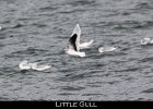 033 - 359 Little Gull