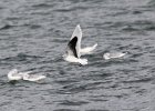 101Little Gull