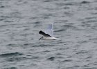 Little Gull (2)