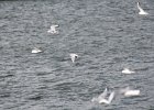 Little Gull (25)