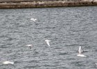 Little Gull (26)