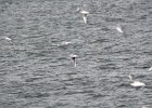 Little Gull (27)