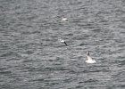 Little Gull (28)