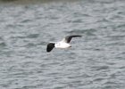 Little Gull (3)