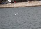 Little Gull (30)
