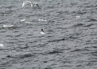 Little Gull (36)