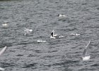 Little Gull (37)