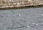 Little Gull (38)