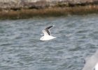 Little Gull (4)
