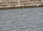 Little Gull (41)