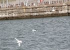 Little Gull (42)