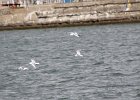 Little Gull (43)