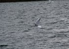 Little Gull (47)