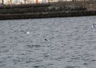 Little Gull (48)