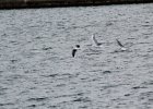 Little Gull (49)