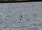 Little Gull (50)