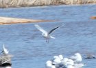 Little Gull (63)