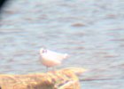 Little Gull (917
