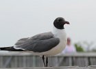 101Laughing Gull