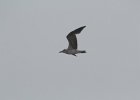 Laughing Gull (1)