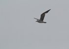Laughing Gull (3)