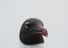 Laughing Gull (4)