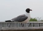 Laughing Gull (6)