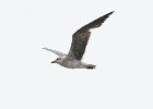 Laughing Gull (7)