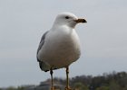 101Ring-billed Gull