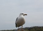 Ring-billed Gull (1)