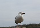 Ring-billed Gull (3)