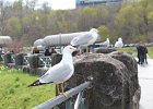 Ring-billed Gull (4)