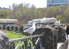Ring-billed Gull (6)